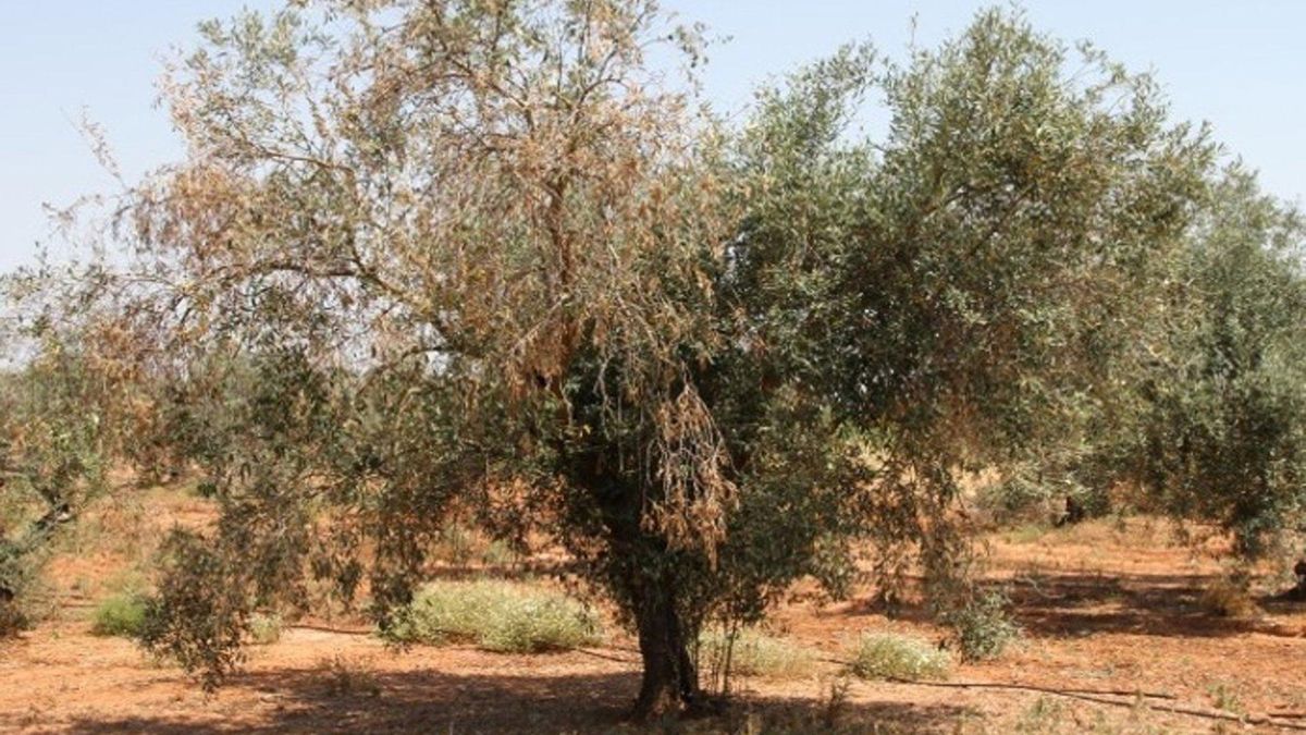 Descubren cómo evitar el efecto defoliante de un hongo que causa pérdidas en el algodón y el olivo