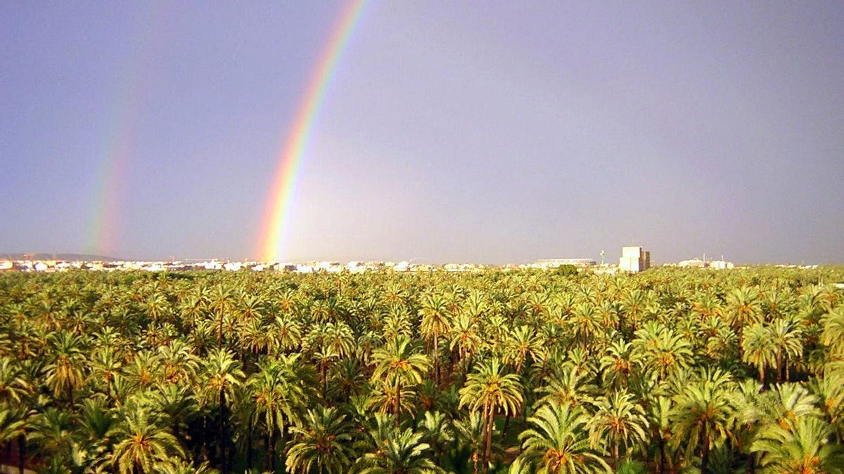 El Palmeral de Elche