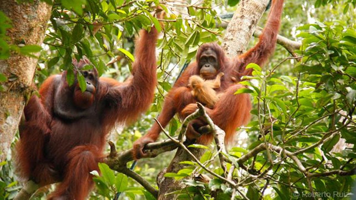Orangutanes en Borneo