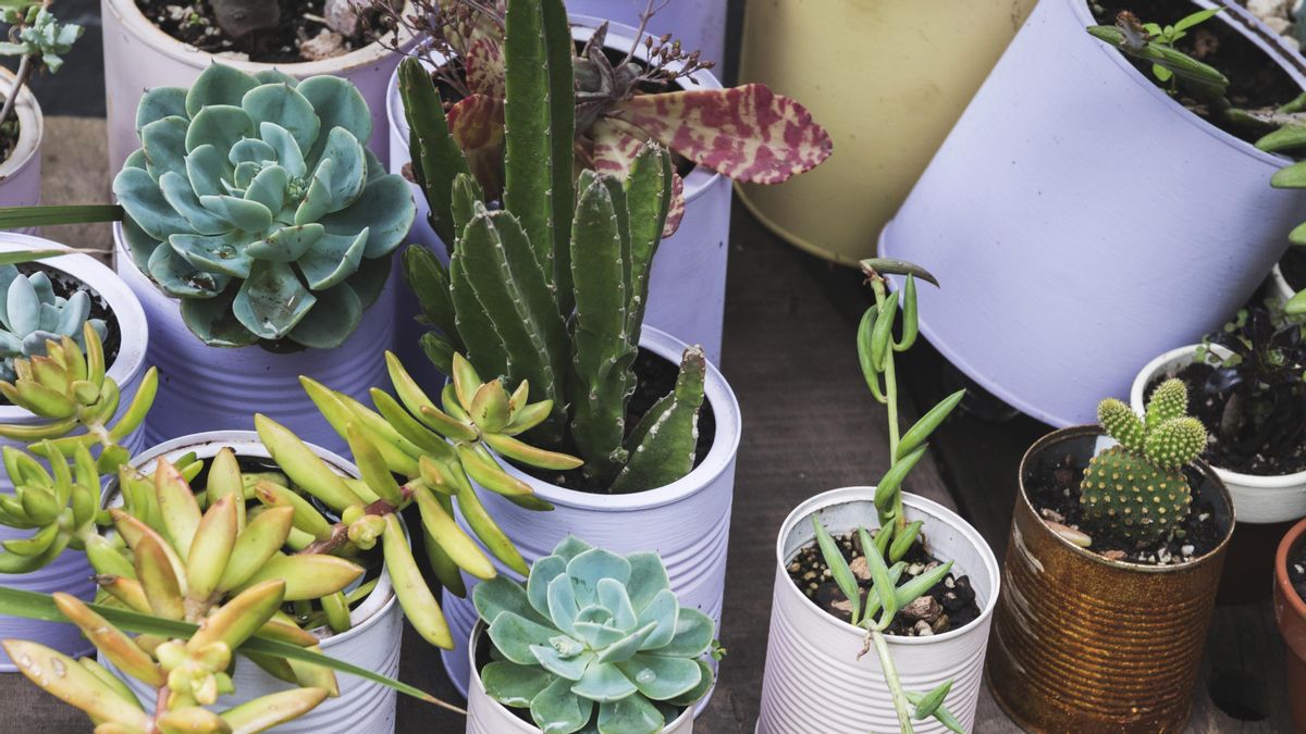 Muchos cactus y suculentas soportan mejor el frío que otras plantas, sobre todo si están en reposo vegetativo, como ocurre en invierno.