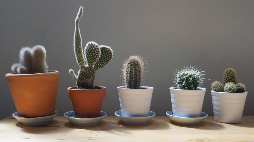 ¿Cuál es el mejor suelo para mis cactus y plantas suculentas?