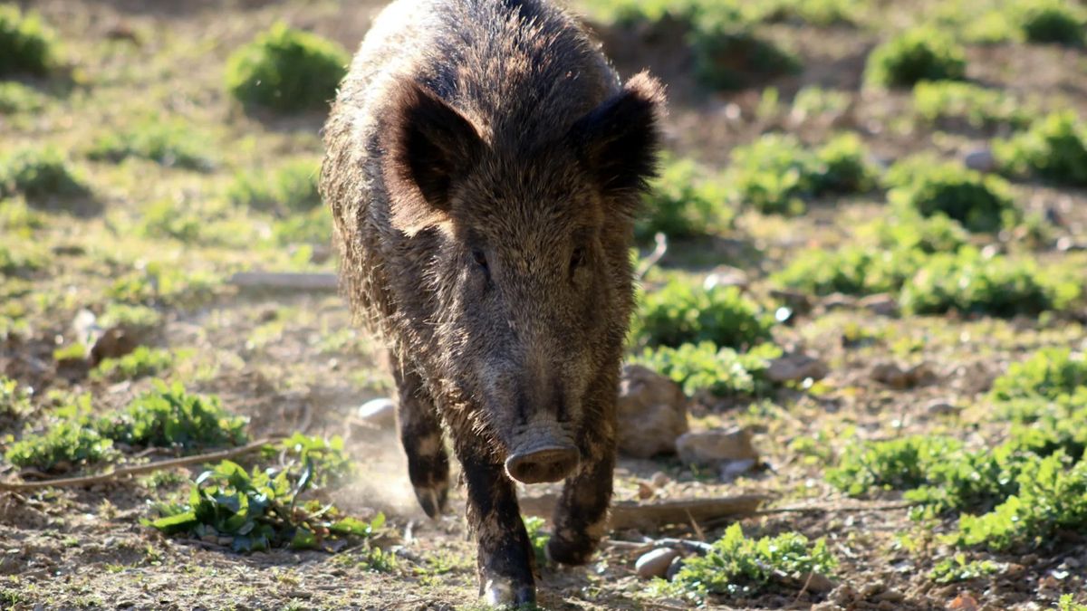Tres heridos en un accidente de tráfico provocado por el atropello de un jabalí en Calahorra