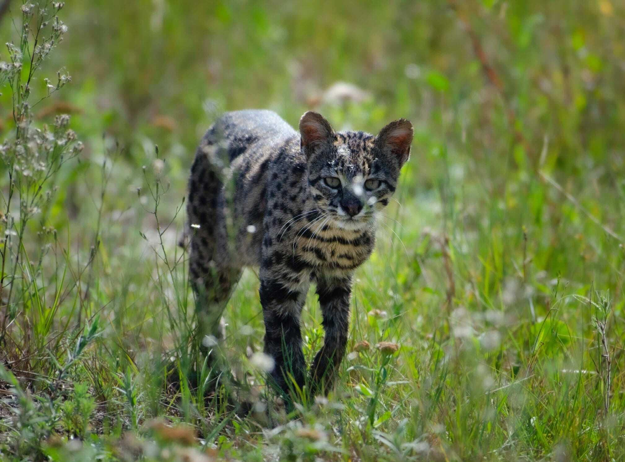 Aún es muy poco lo que se sabe sobre los efectos de virus, bacterias, hongos y parásitos transmitidos por animales domésticos al gato montés. Foto: cortesía Ramiro Pereira Garbero iNaturalist