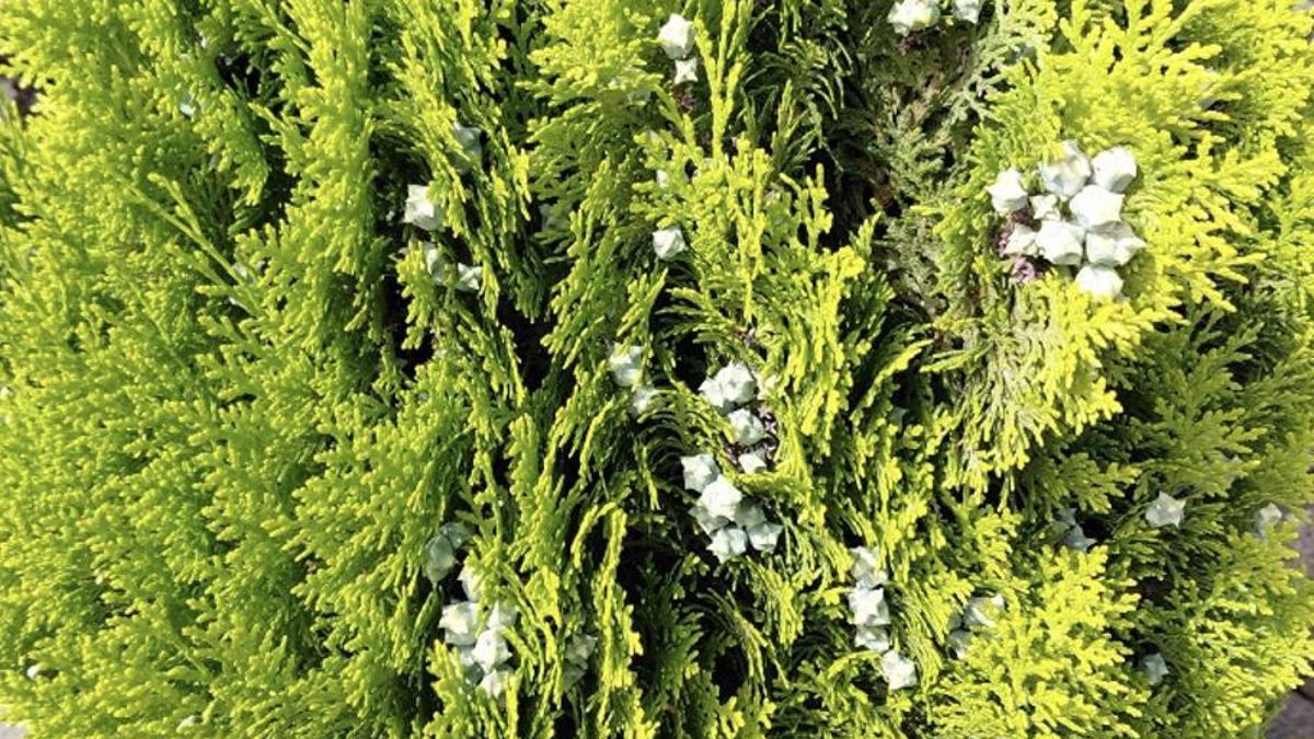 La tuya o árbol de la vida (Platycladus orientalis / Cupressaceae)