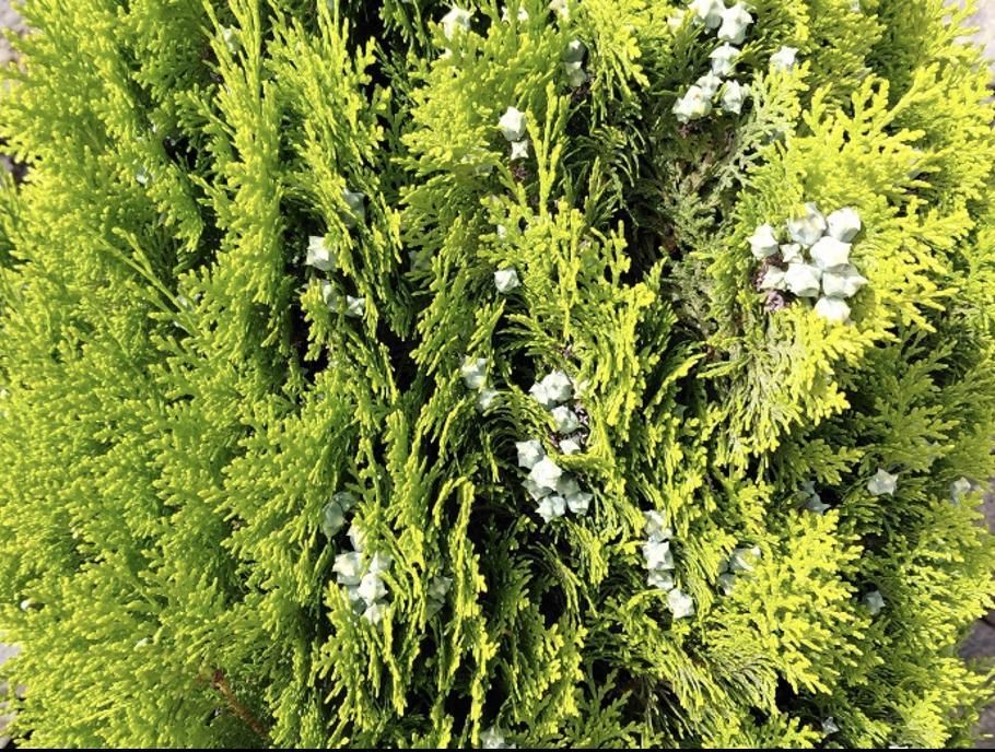 Nativa de China, se cultiva en jardines de medio mundo. Foto: PLPP