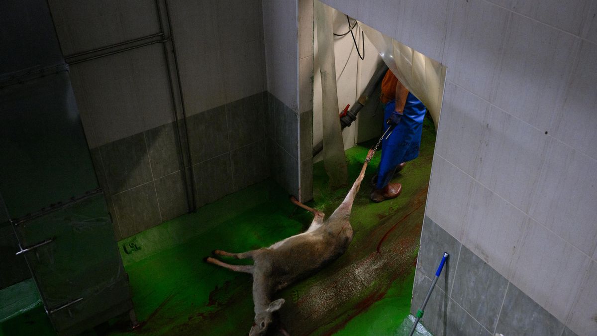 Un operario arrastra el cuerpo de un ciervo mediante una cadena sujeta a su pata trasera a través de una zona de paso del matadero.