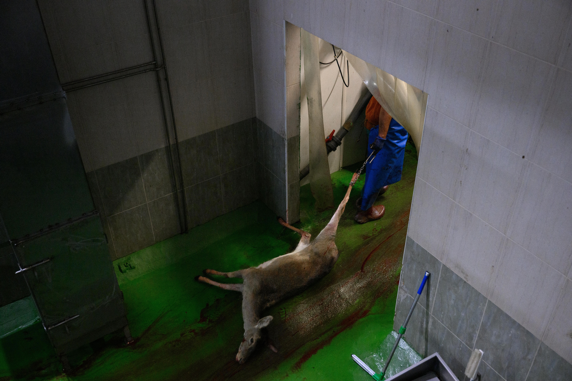 Un operario arrastra el cuerpo de un ciervo mediante una cadena sujeta a su pata trasera a través de una zona de paso del matadero.