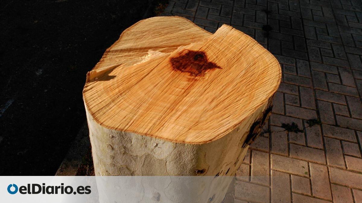 Cáceres Verde denuncia la tala indiscriminada de árboles en residencial ...