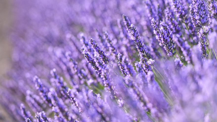 La Interprofesional de las aromáticas pide que el valor añadido que genera la lavanda en flor llegue a los agricultores