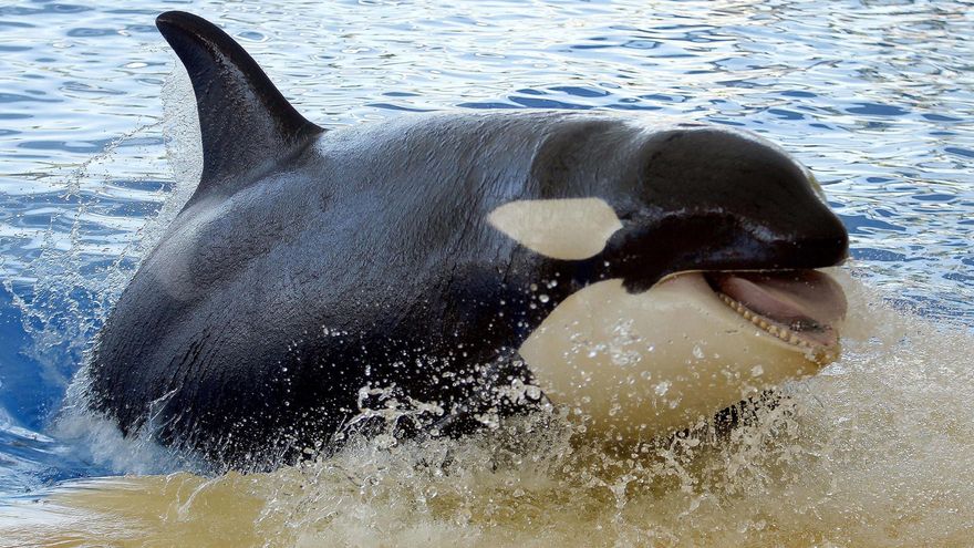 El extraño "juego" de las orcas: embisten con tanta fuerza a sus presas que las hacen explotar en mil pedazos