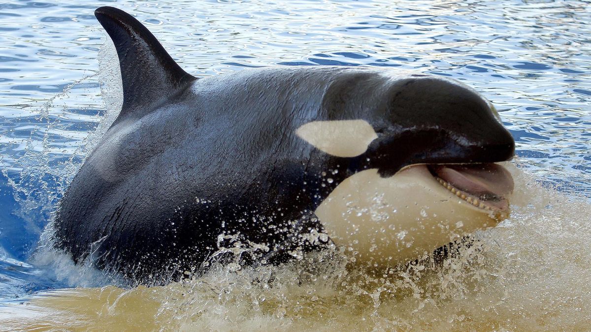 El extraño "juego" de las orcas: embisten con tanta fuerza a sus presas que las hacen explotar en mil pedazos