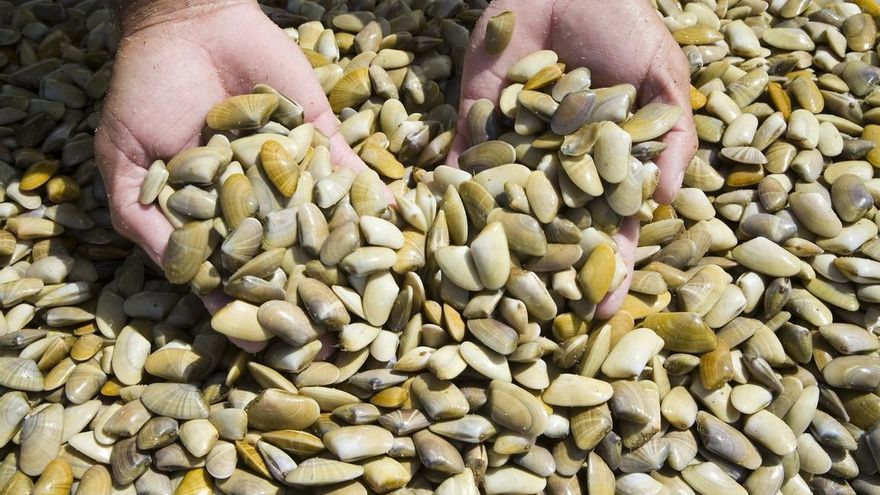 Por qué este molusco que se pesca tanto en Galicia como en Huelva es tan apreciado en la gastronomía
