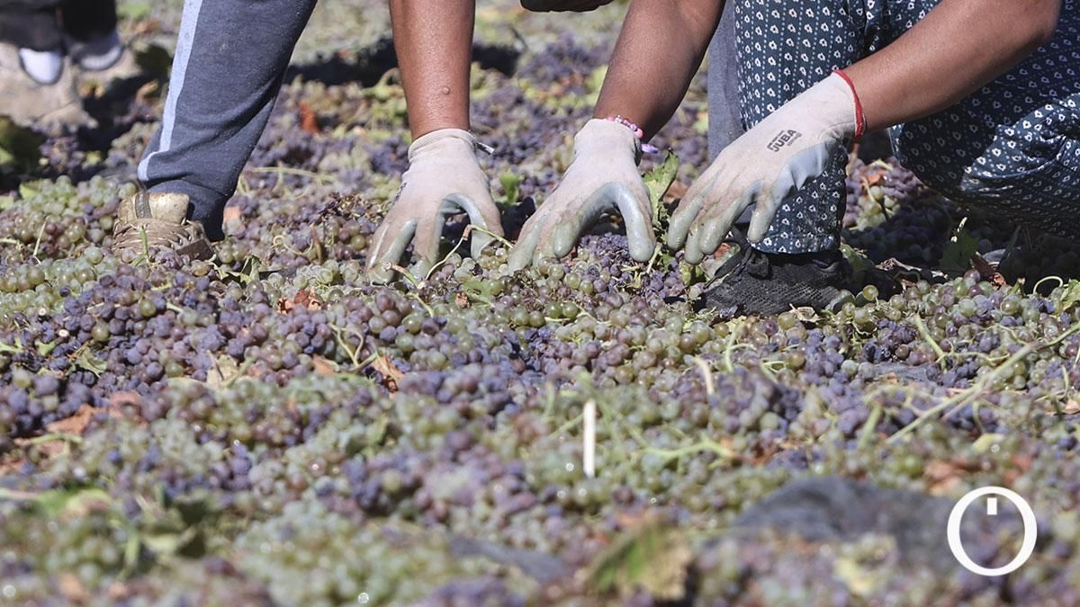 El arte de la pasera: así se produce uno de los últimos vinos artesanales de España