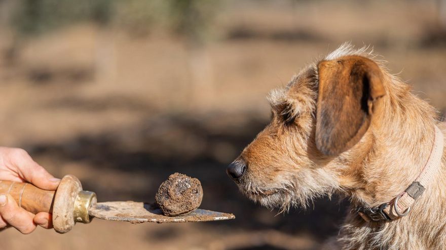 Comienza la XV Feria de la Trufa de Molina de Aragón que incluirá demostraciones culinarias y caninas