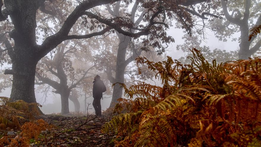 El enemigo no es el sotobosque: culpar a los matorrales de los incendios es una cortina de humo