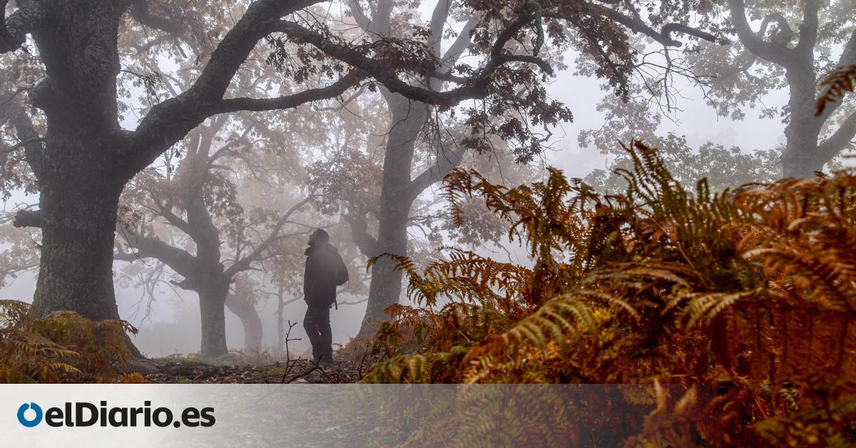 El enemigo no es el sotobosque: culpar a los matorrales de los incendios es una cortina de humo