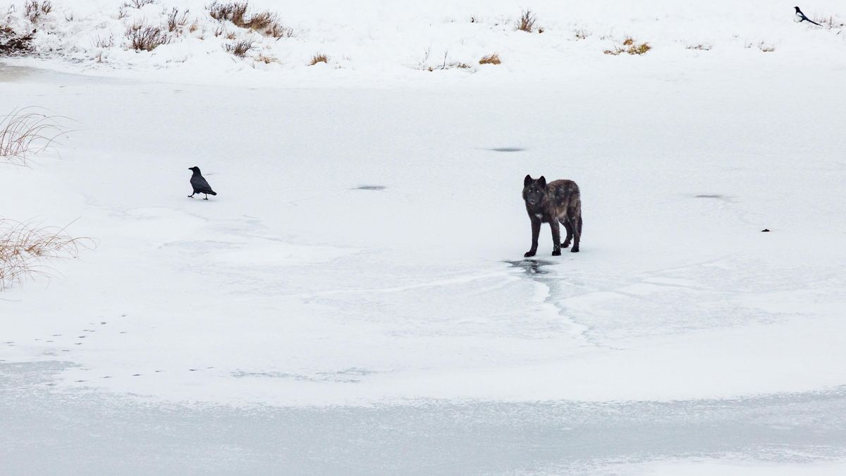 Un lobo y un cuervo sobre la nieve en el parque de Yellowstone.