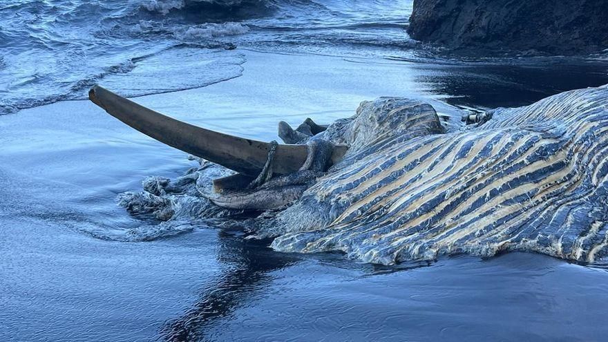 Restos de la ballena, este sábado, en la playa de Las Mujeres, en el municipio de Tijarafe.