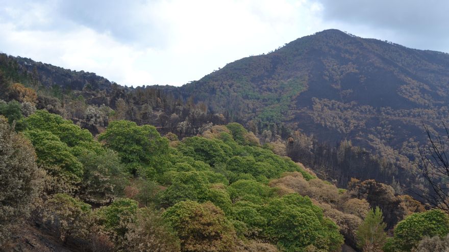 Castaños entre la superficie quemada