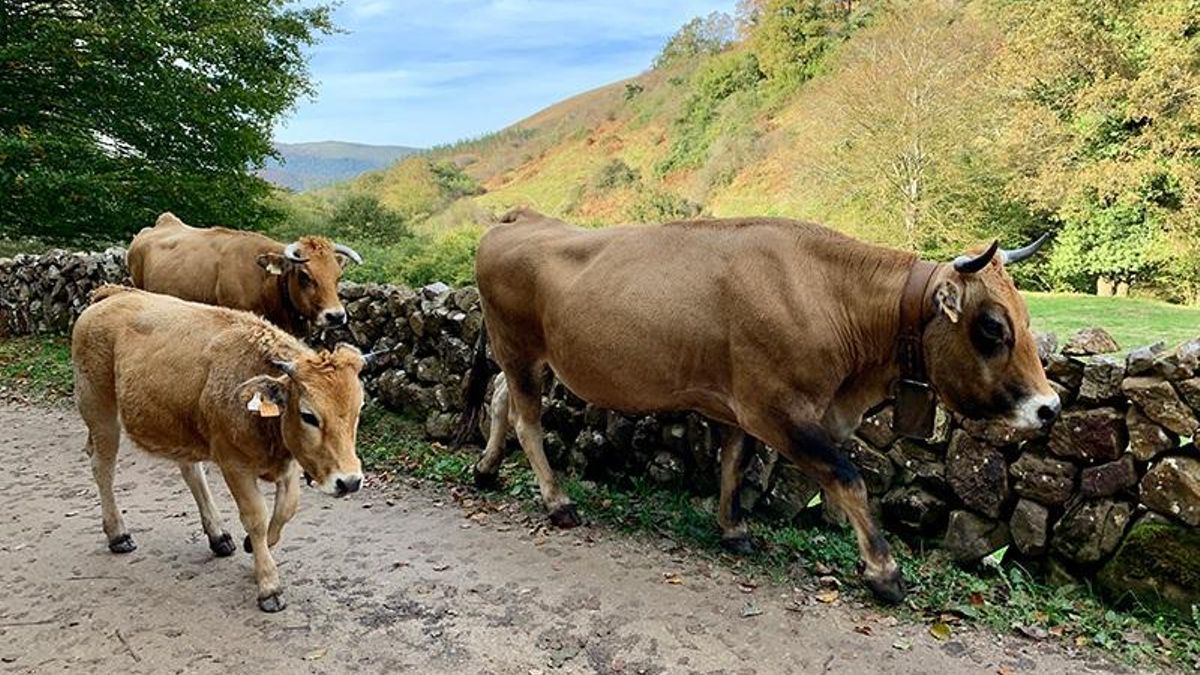 Asturias destina 1,2 millones a casi 900 ganaderías afectadas por la enfermedad hemorrágica epizoótica