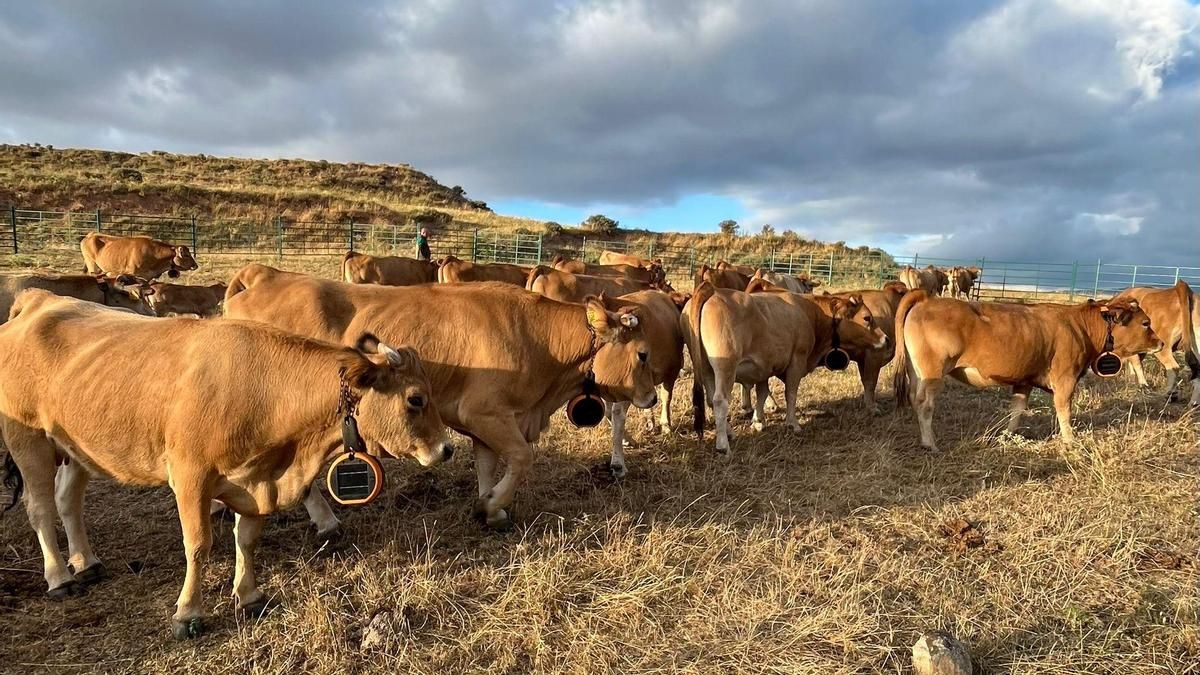 Vacas de la ganadería EDA, donde se han implementado vallados virtuales