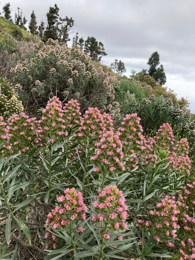 El paisaje insular se viste de colores. JORGE PAIS
