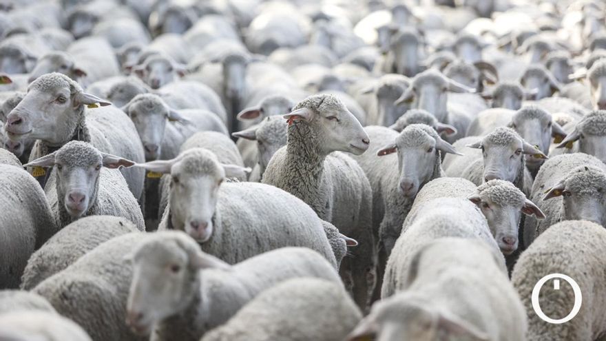 Nuevos serotipos y pocas ayudas: la lengua azul arrasa a la ganadería cordobesa