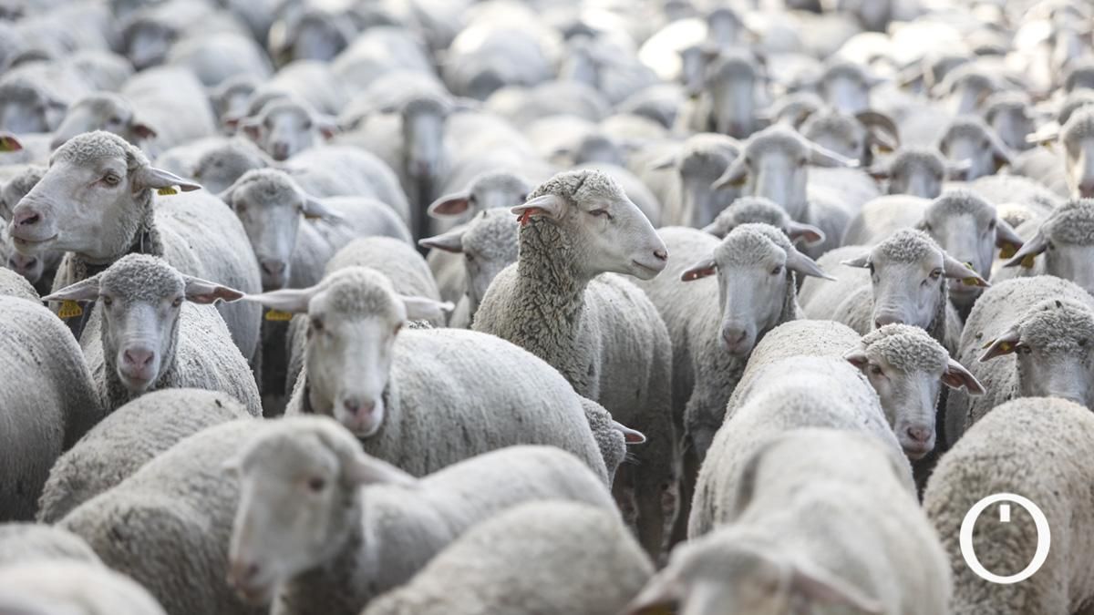 Nuevos serotipos y pocas ayudas: la lengua azul arrasa a la ganadería cordobesa