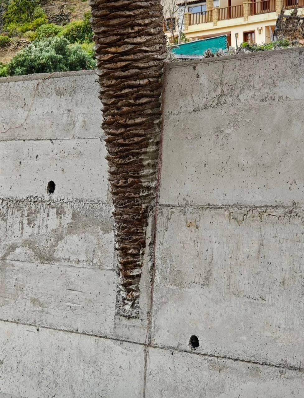 Palmeras emparedadas en hormigón en Vallehermoso. Imagen de la cuenta de X del urbanista Palop-Casado.