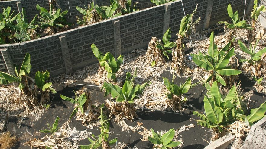 Finca de plataneras junto a Puerto Naos, aún con abundante ceniza en el suelo