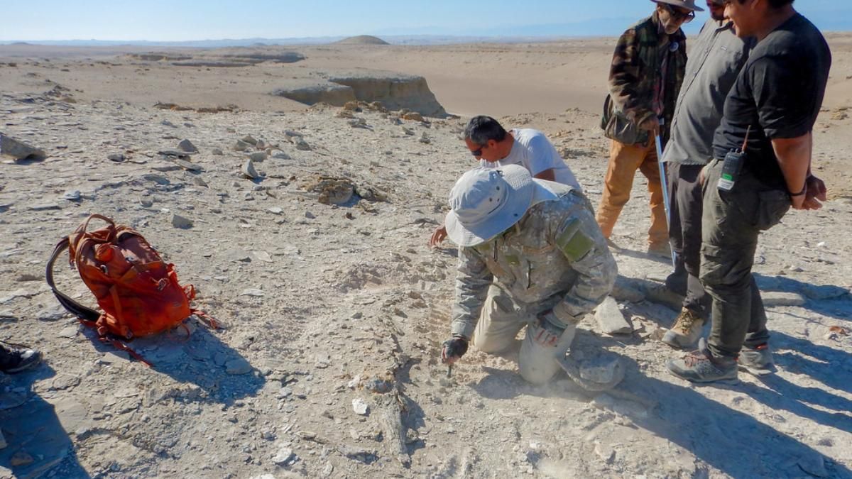 Científicos trabajando en la zona donde se localizó el fósil