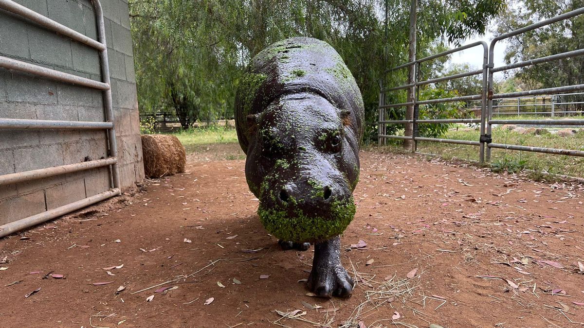 La hipopótama ha superado el récord anterior de 51 años, 6 meses y 2 días