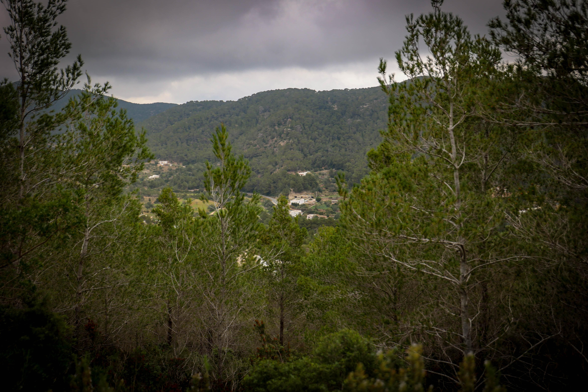 Pinar que rodea las edificaciones