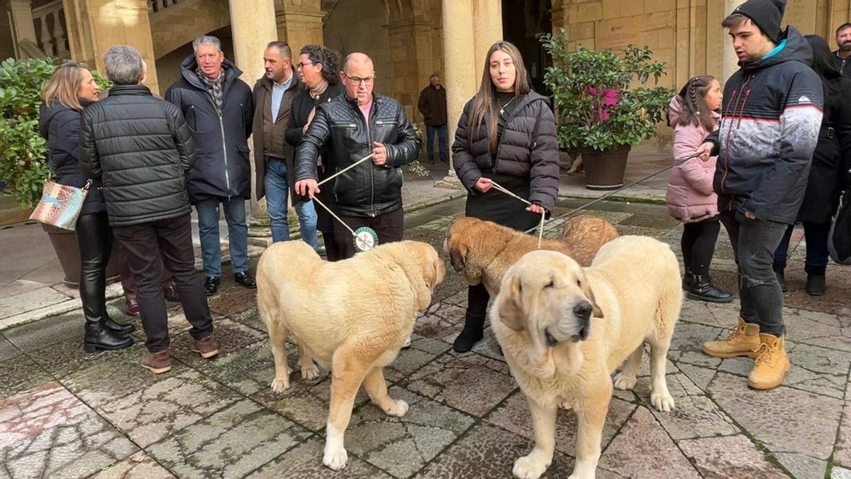 La Diputación de León premia a los mejores mastines de 2025 y sube las ayudas a esta raza