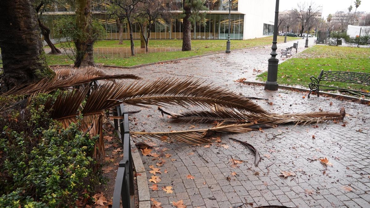 Árboles y ramas caídas tras el paso por Córdoba de la borrasca Kristin