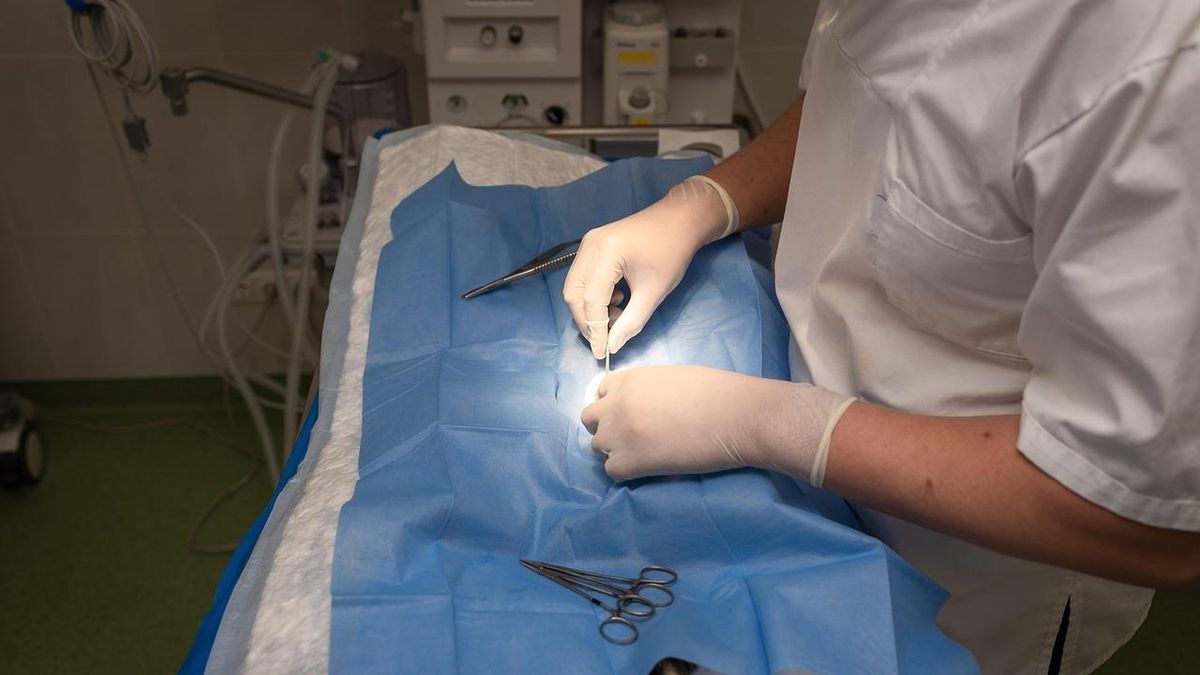 Seis meses de prisión para un veterinario por falsificar documentos en la venta de medicamentos