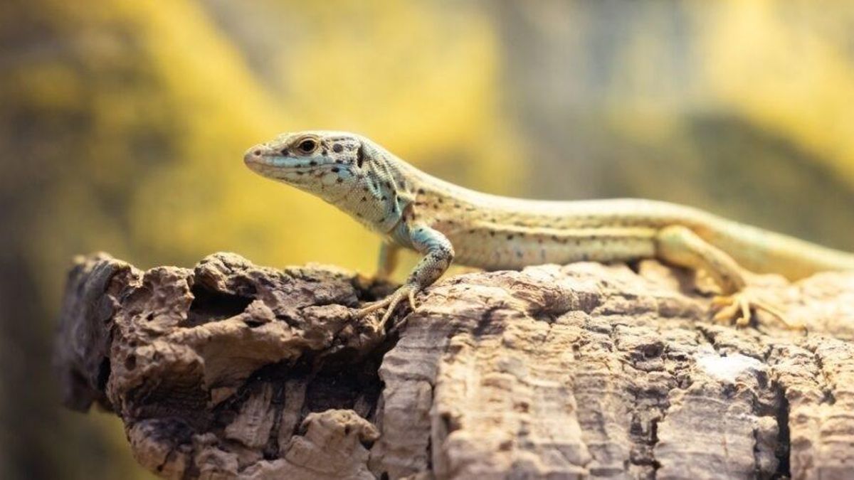 Las serpientes, que ya han conseguido penetrar en el parque natural, están devorando a las lagartijas