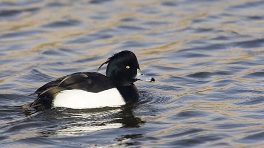 Ejemplar de porrón moñudo / SEO.
