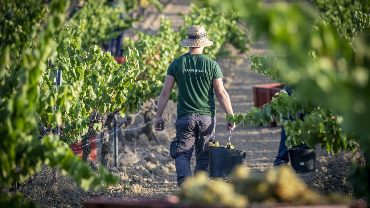El calor adelanta la vendimia en Navarra y la previsión de producción se eleva a los 39.300 kilos de uva