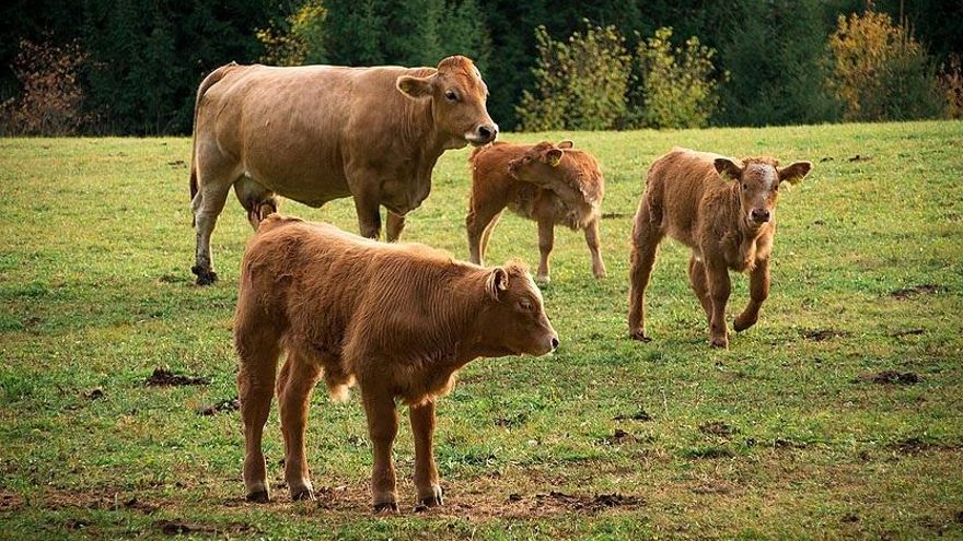 Greenpeace señala que Cantabria y Asturias son las comunidades con el agua menos contaminada al no tener macrogranjas