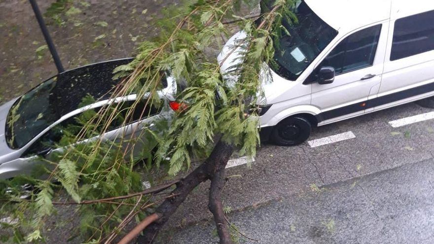Un árbol caído en la calle del Porvenir, en Sevilla, a causa de las fuertes rachas de viento que afectan a la provincia.