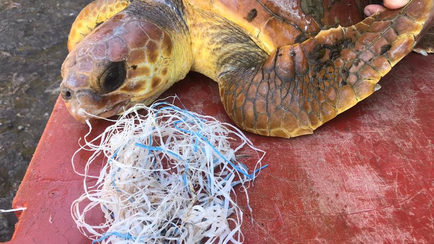 Tres tortugas rescatadas en aguas de El Hierro, atendidas en Gran Canaria
