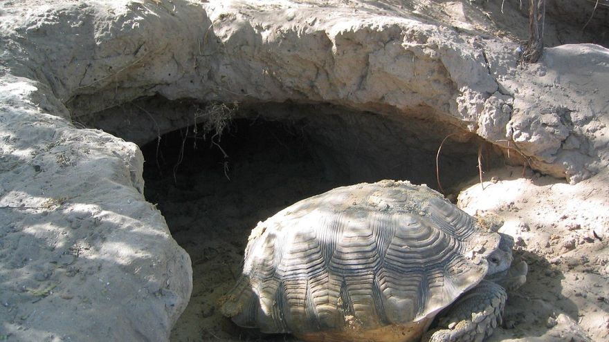 ¿Cómo lograron 500 tortugas frenar el avance del Sáhara? Cinco años después llegan los resultados