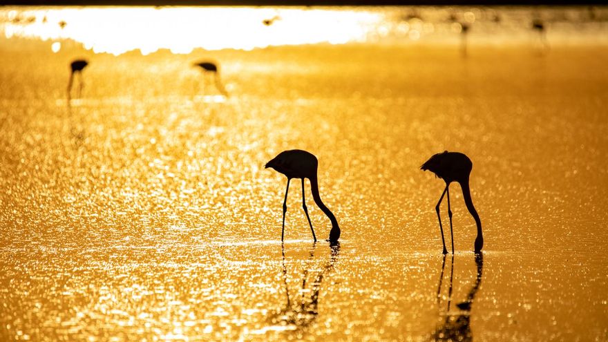 Doñana encara su supervivencia con una inusual tregua política que debe tener como símbolo el fin de la fresa ilegal