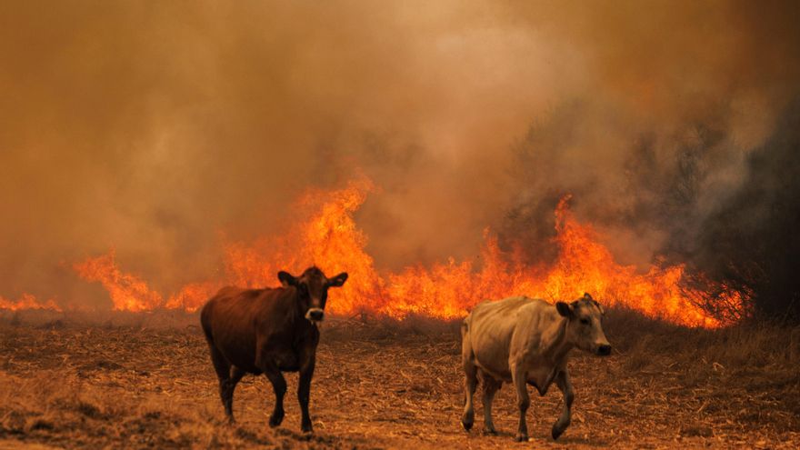 Portugal sigue combatiendo dos grandes incendios, uno de ellos con un perímetro de 290 kilómetros