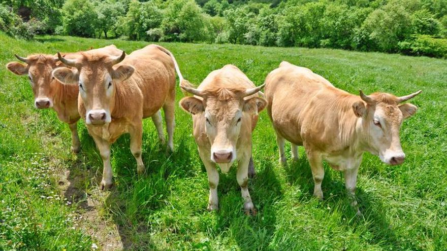 El Gobierno vasco convoca dos mesas para coordinar la alimentación animal y la gestión del agua por el cambio climático