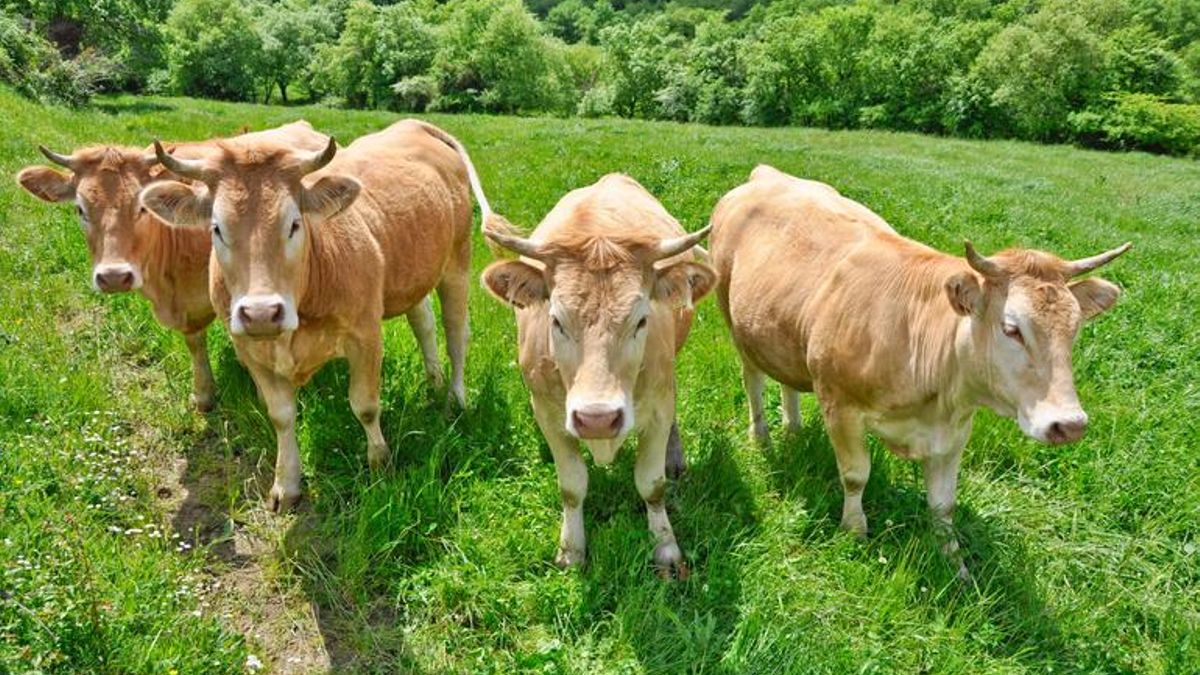 El Gobierno vasco convoca dos mesas para coordinar la alimentación animal y la gestión del agua por el cambio climático