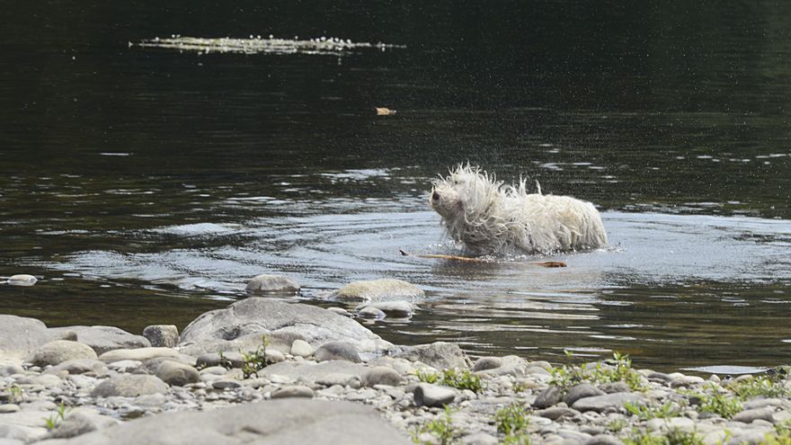 Hidroterapia para perros: cuando el agua también cura a los animales