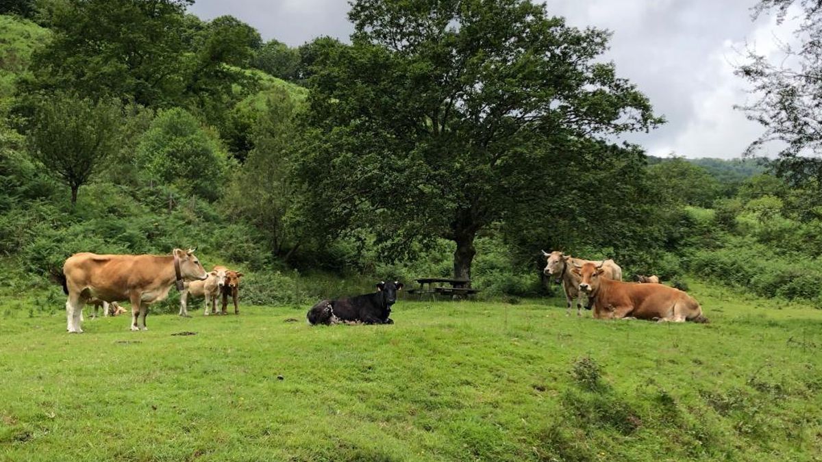 Una explotación ganadera de Cantabria.