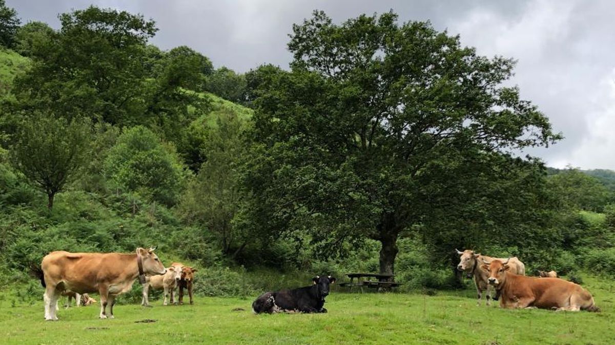 El Gobierno de Cantabria trabaja en un proyecto piloto de relevo generacional para ganaderos